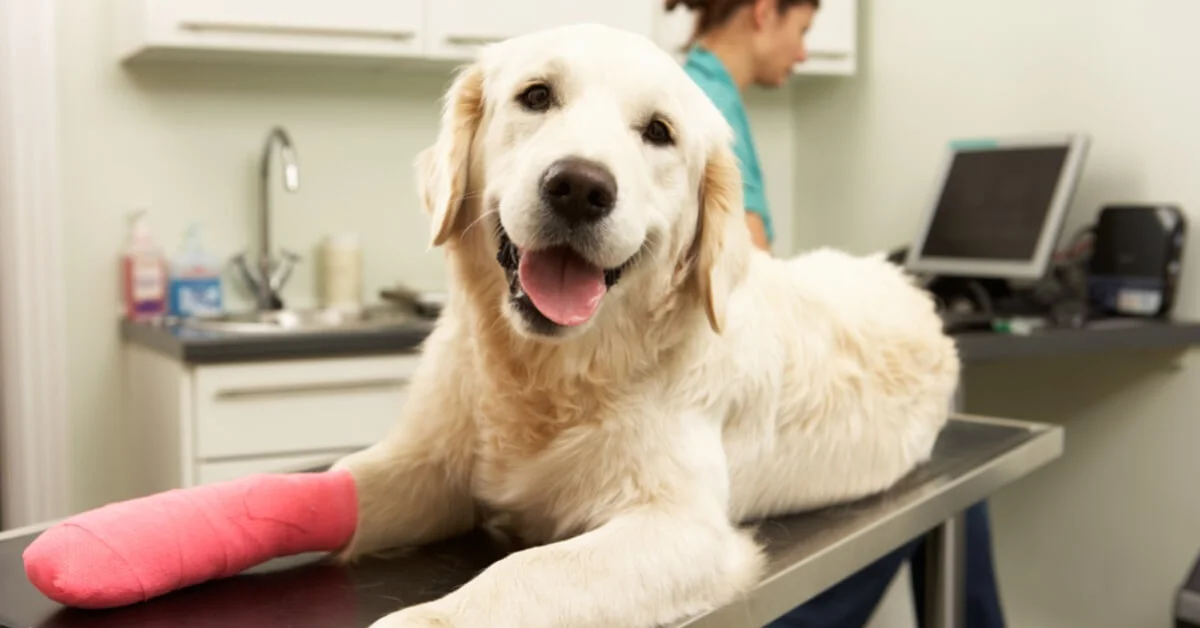 a Labrador looking happy in the vets with a bandage on his leg