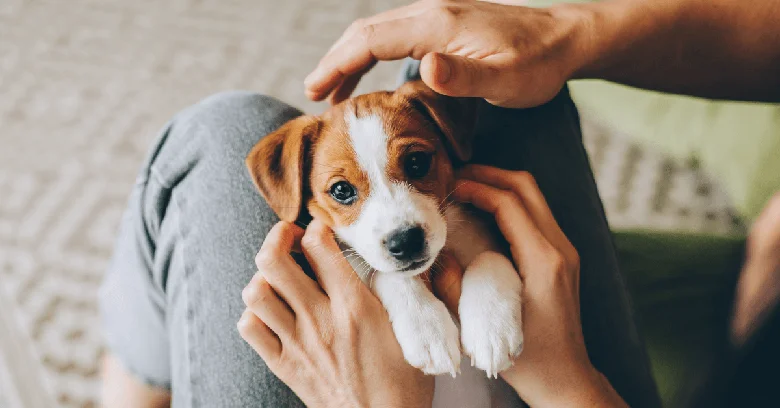 A small puppy being held by it's owner