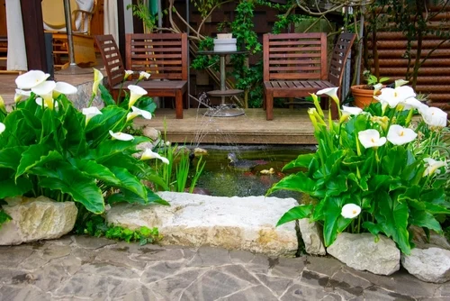 Garden & Pond