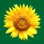 Kräuterhs - Natural remedies and cosmetics Logo