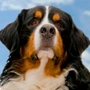 Pets Warehouse Logo