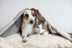 Pets at Home